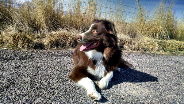 /Images/uploads/Humane Society of Utah/HSUCalendar/entries/1537thumb.jpg